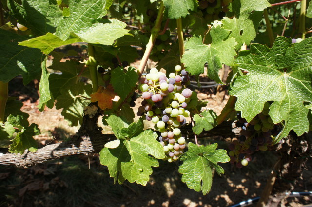 Cabernet clone 15