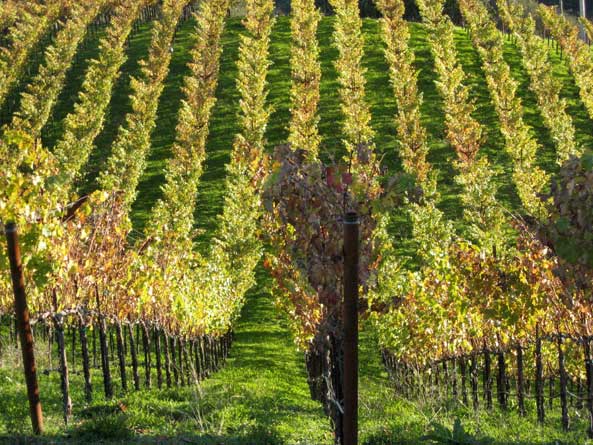 baconbrookautumn Match Vineyards Update